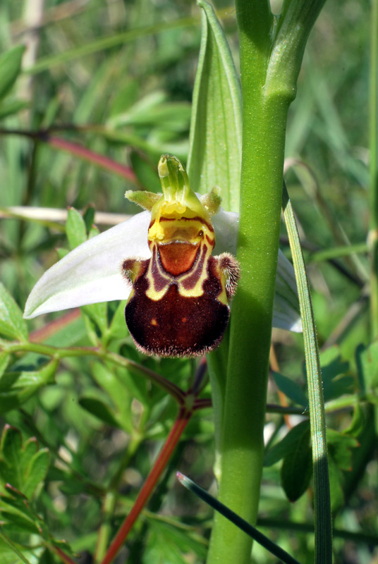 Ophrys apifera: alcune variet del Veneto